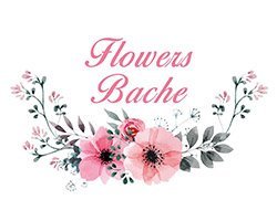 Bache